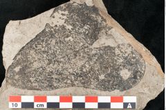 Foto (Detailansicht) von Plantae indet.  (NHMW-GEO-2024-0188-11444)